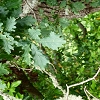 Plants: image 109 Of 208 Thumb